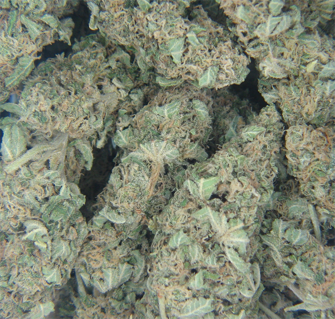 smoking cannabis weed
