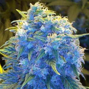 Blueberry Haze Weed Picture