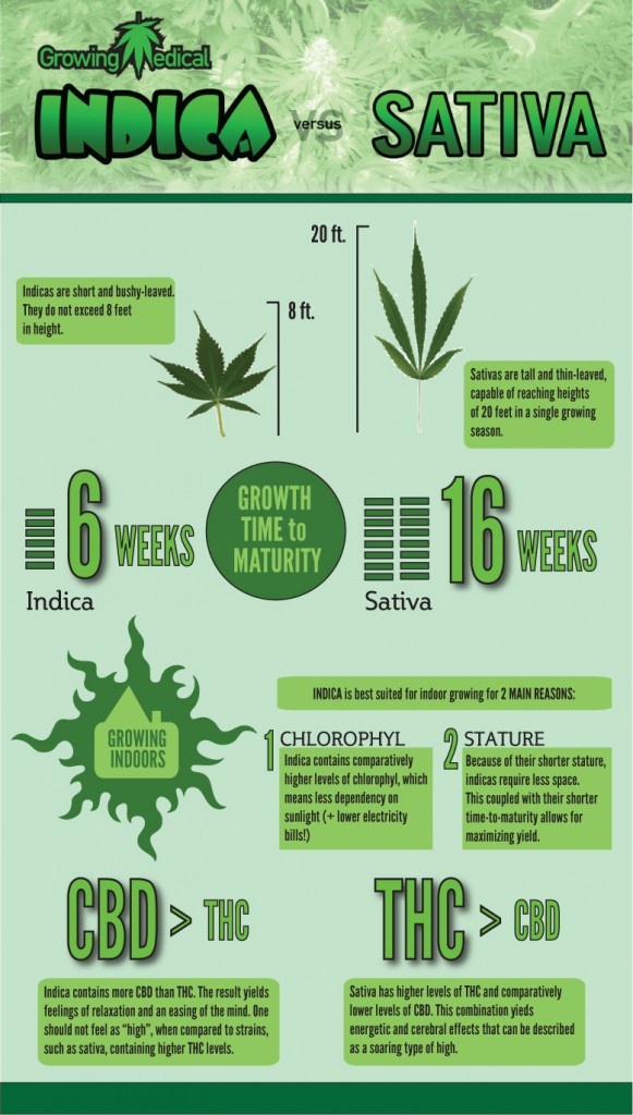 types of weed infographic
